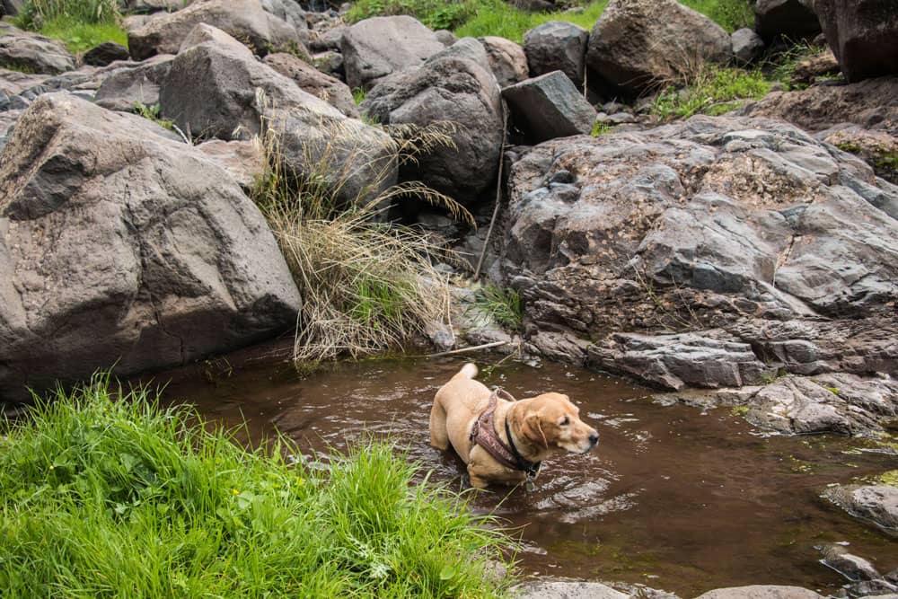 Erfrischung für den Hund im Barrancobett