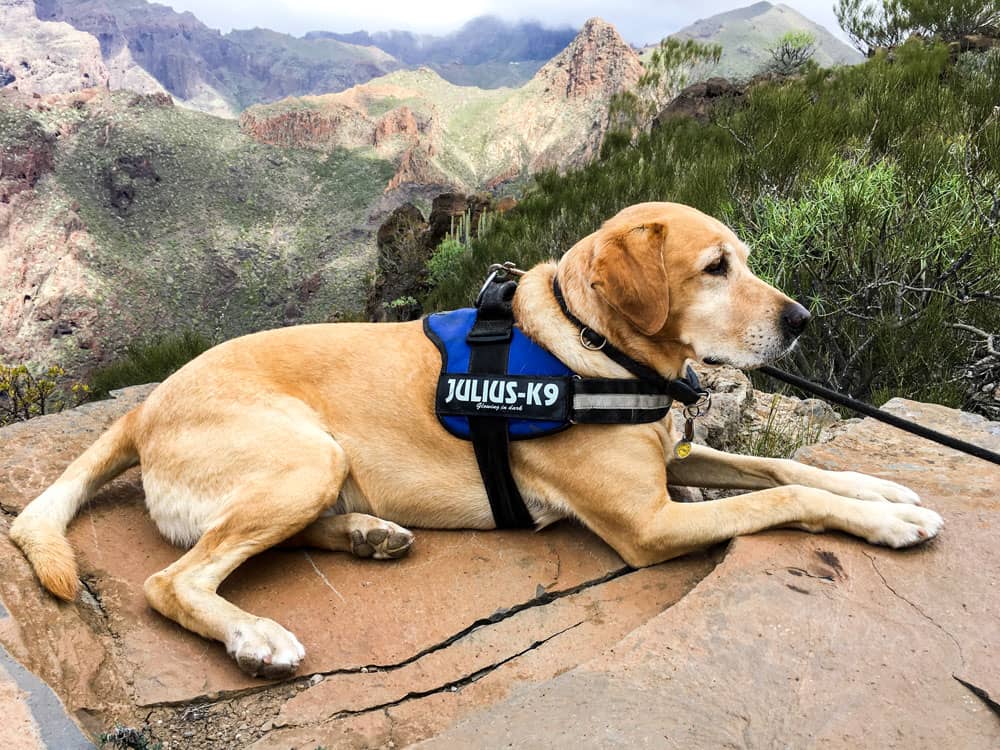 También es posible hacer senderismo con un perro en la cresta de la montaña - Risco Blanco al fondo.