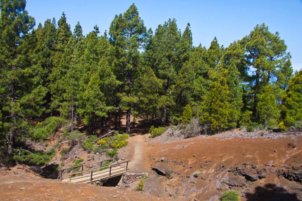 Ruta de los Volcanes - de vez en cuando la ruta de senderismo conduce a través de bosques de pinos y aquí sobre un pequeño puente