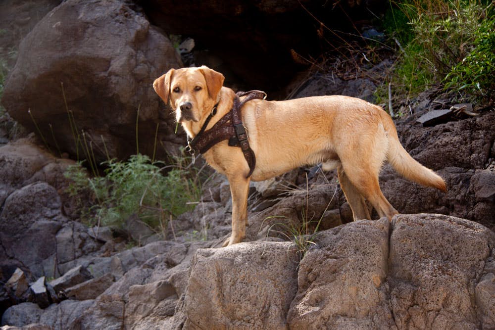 Barranco Natero - Wandern mit Hund