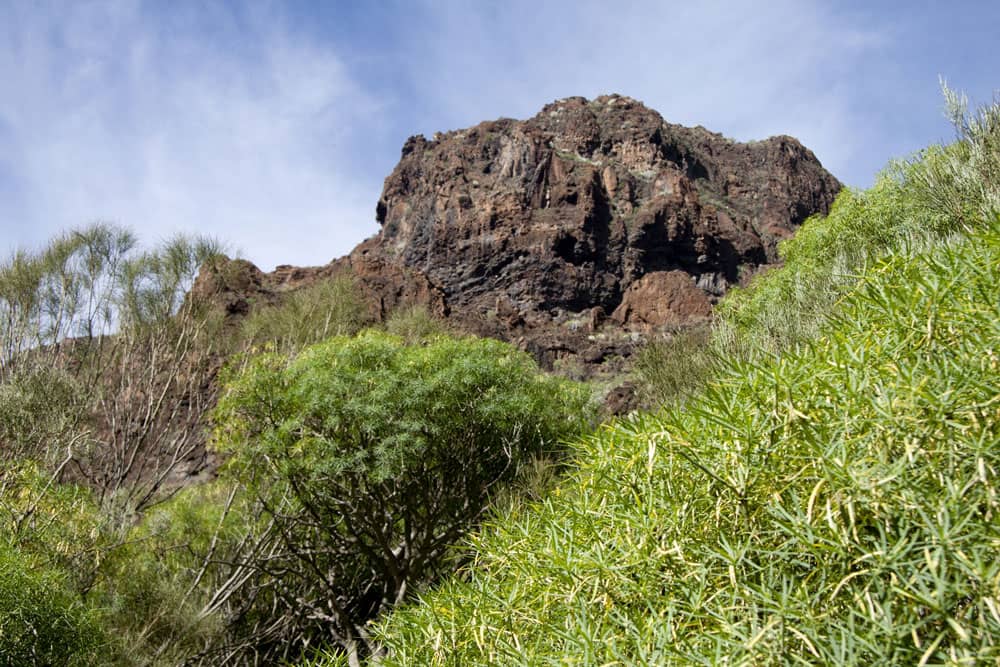 Barranco Natero - grüne Wildness