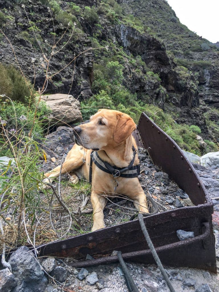 Senderismo con perro - descanso en un lore en el Barranco Seco
