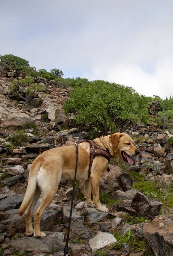 El perro de excursión Lasko siempre está con nosotros