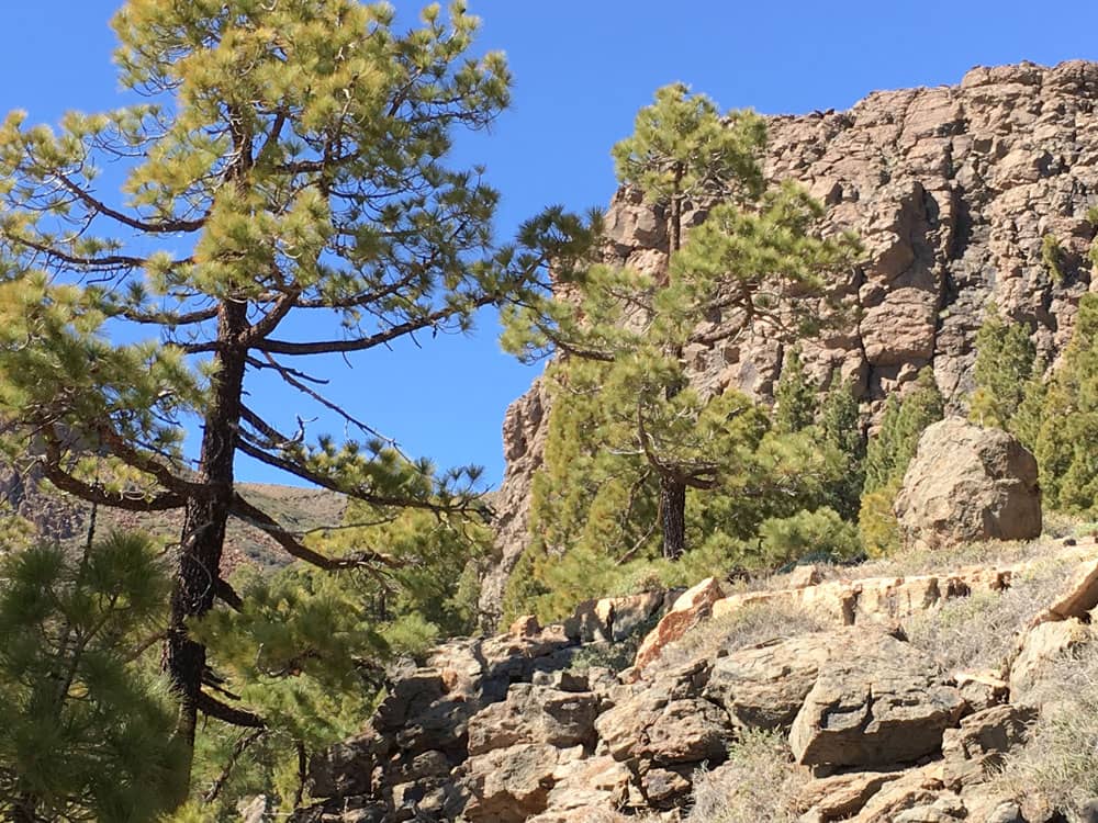 Caminata circular sobre rocas y a través de bosques de pinos