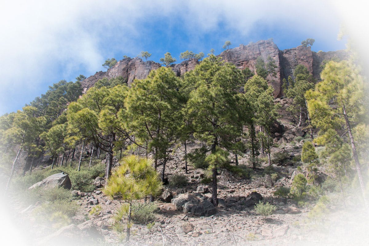 Nature Reserve Inagua Gran Canaria – rugged rock walls, pine forests and a unique fauna and flora