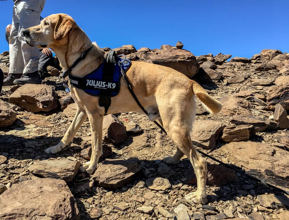 Labrador wandert mit