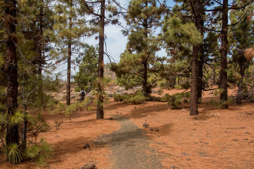 Camino de vuelta a través del bosque de pinos