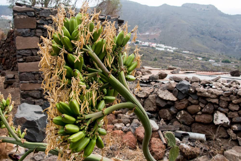 Agaves a lo largo de la ruta de senderismo