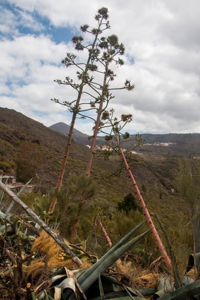 Agaves a lo largo de la ruta de senderismo