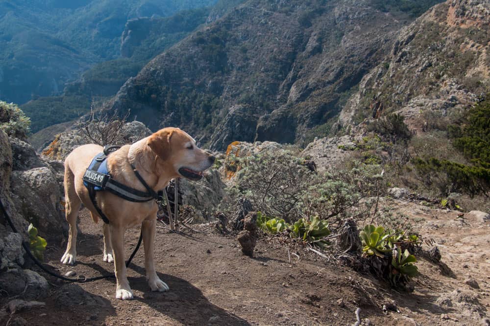 Senderismo del perro Lasko en el Anaga