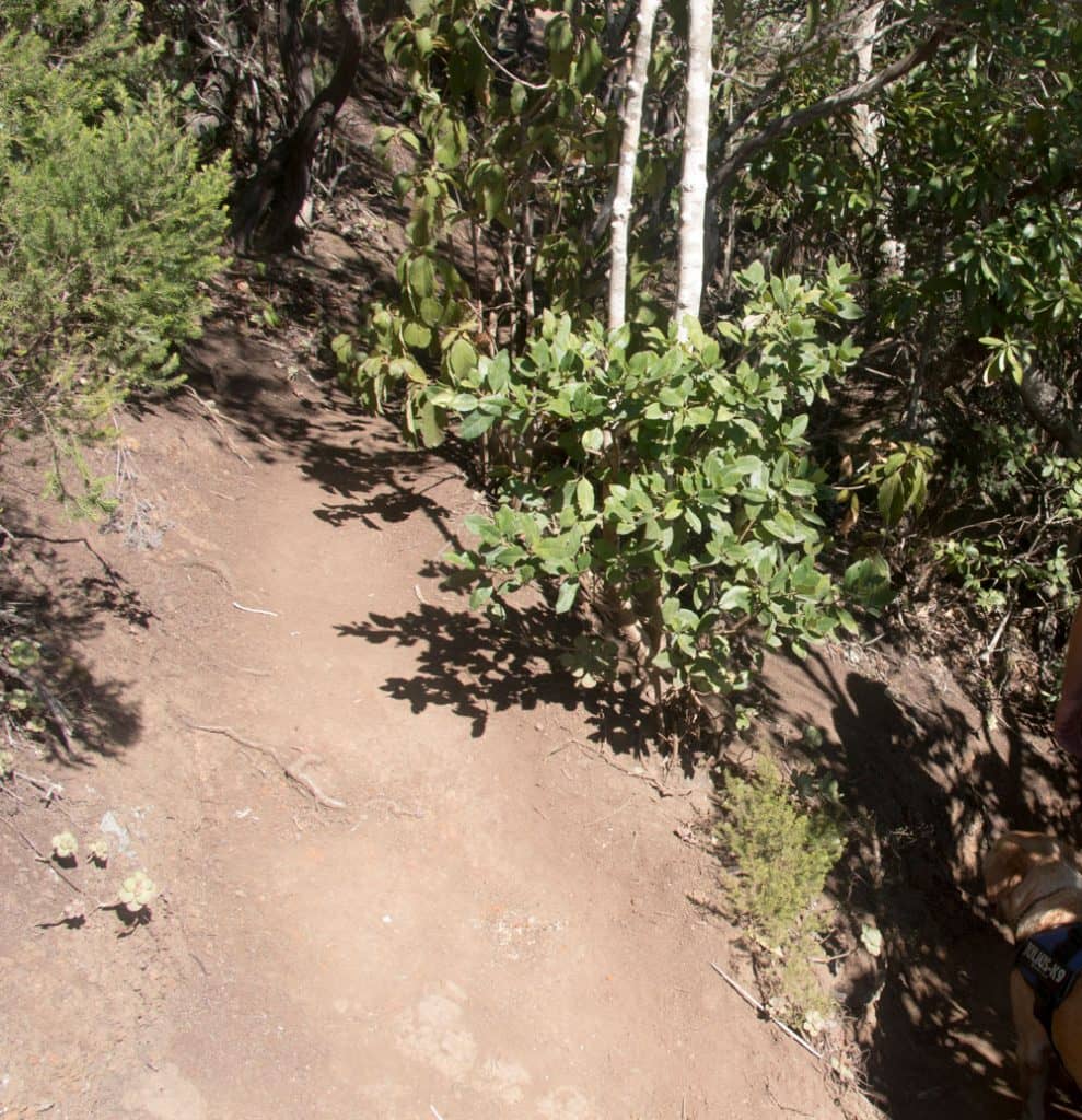 Ruta de senderismo por el bosque de laurisilva