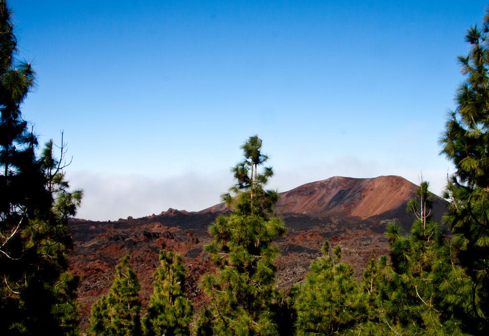 Vista sobre los pinos al volcán Chinyero