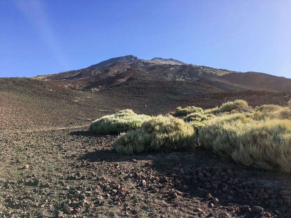 Vegetación estéril en el camino hacia la cumbre del Pico Viejo