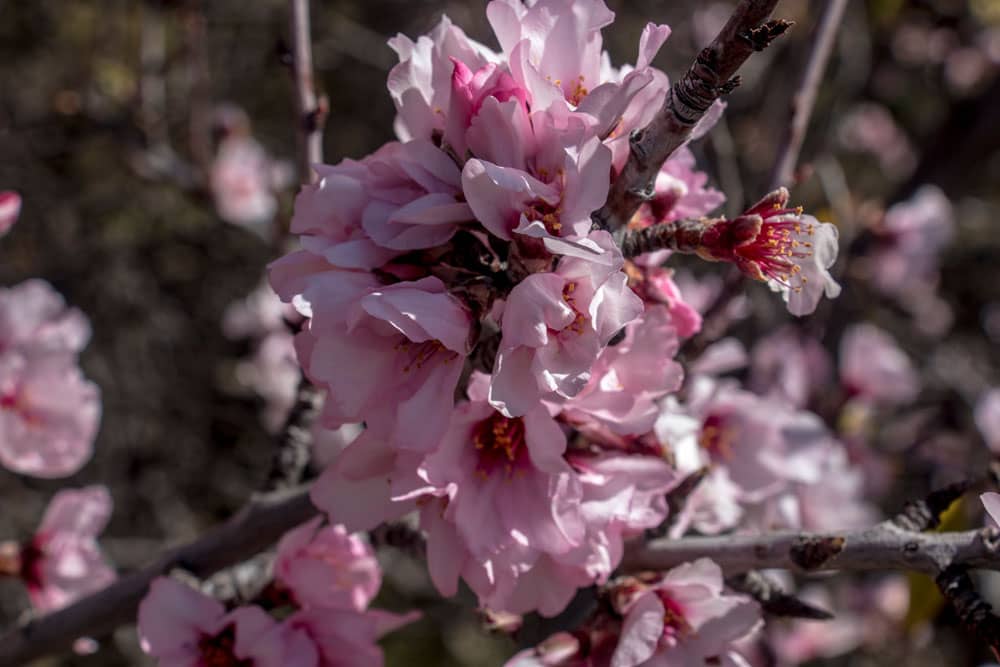 flor de almendro rosa