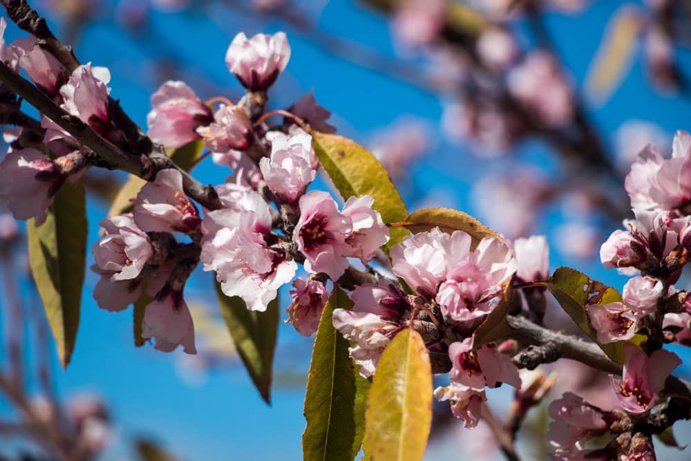 Almendros en flor de color rosa