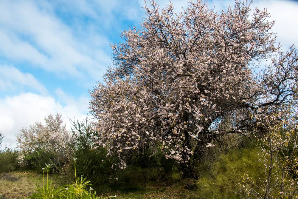 almendro en flor