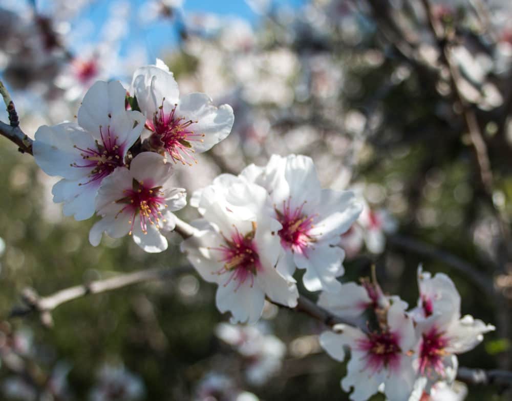 Mandelblüte