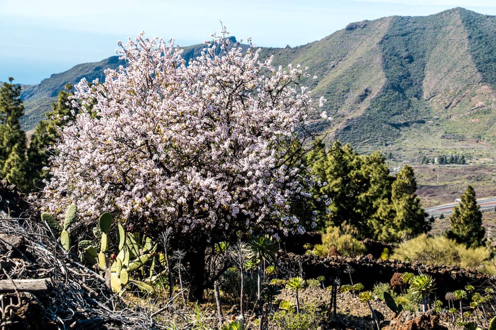 almendro en flor