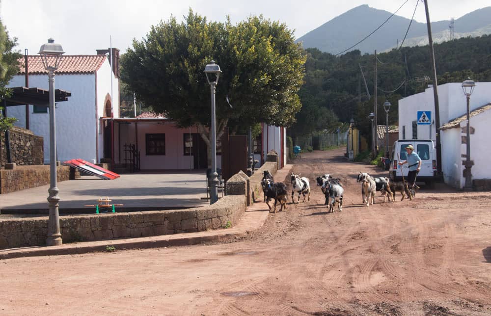 Ziegenhirtin in Teno Alto