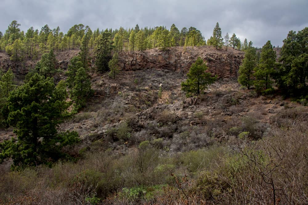 Borde de ruptura con bosque de pinos