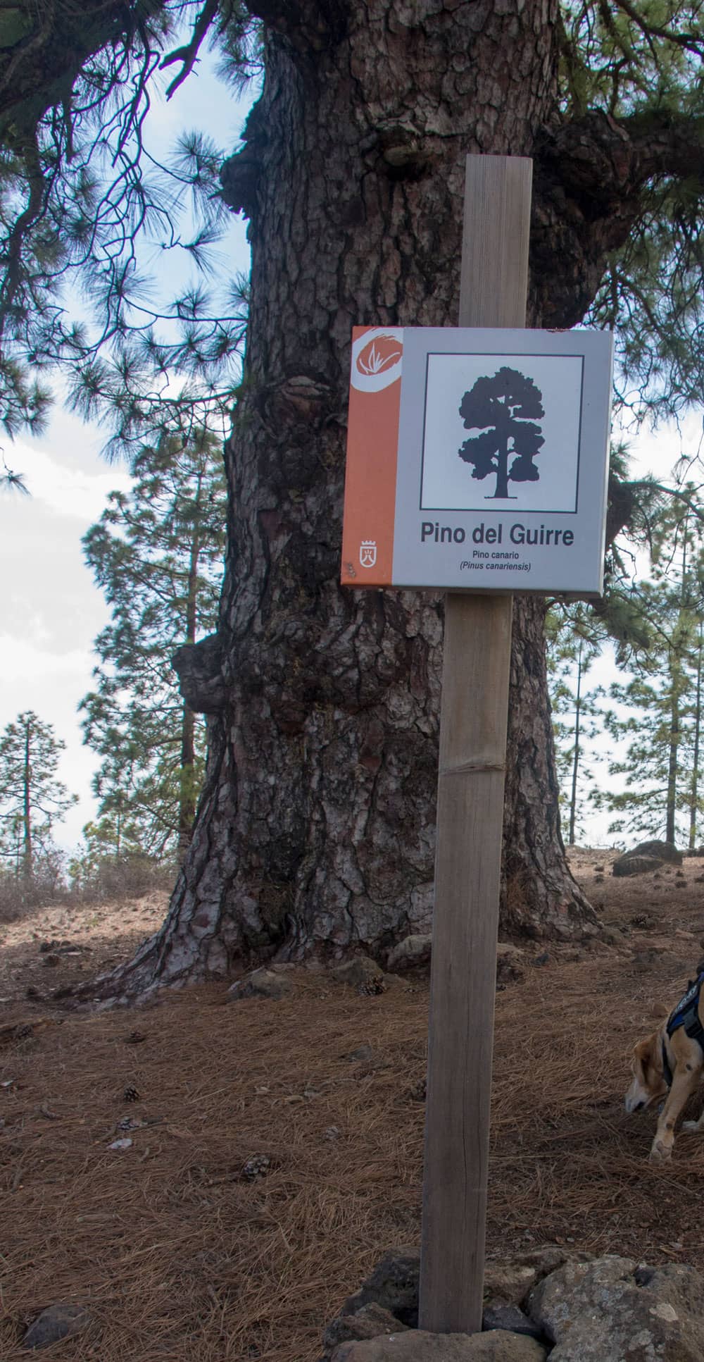 Pino del Guirre - große Kiefer am Wegesrand