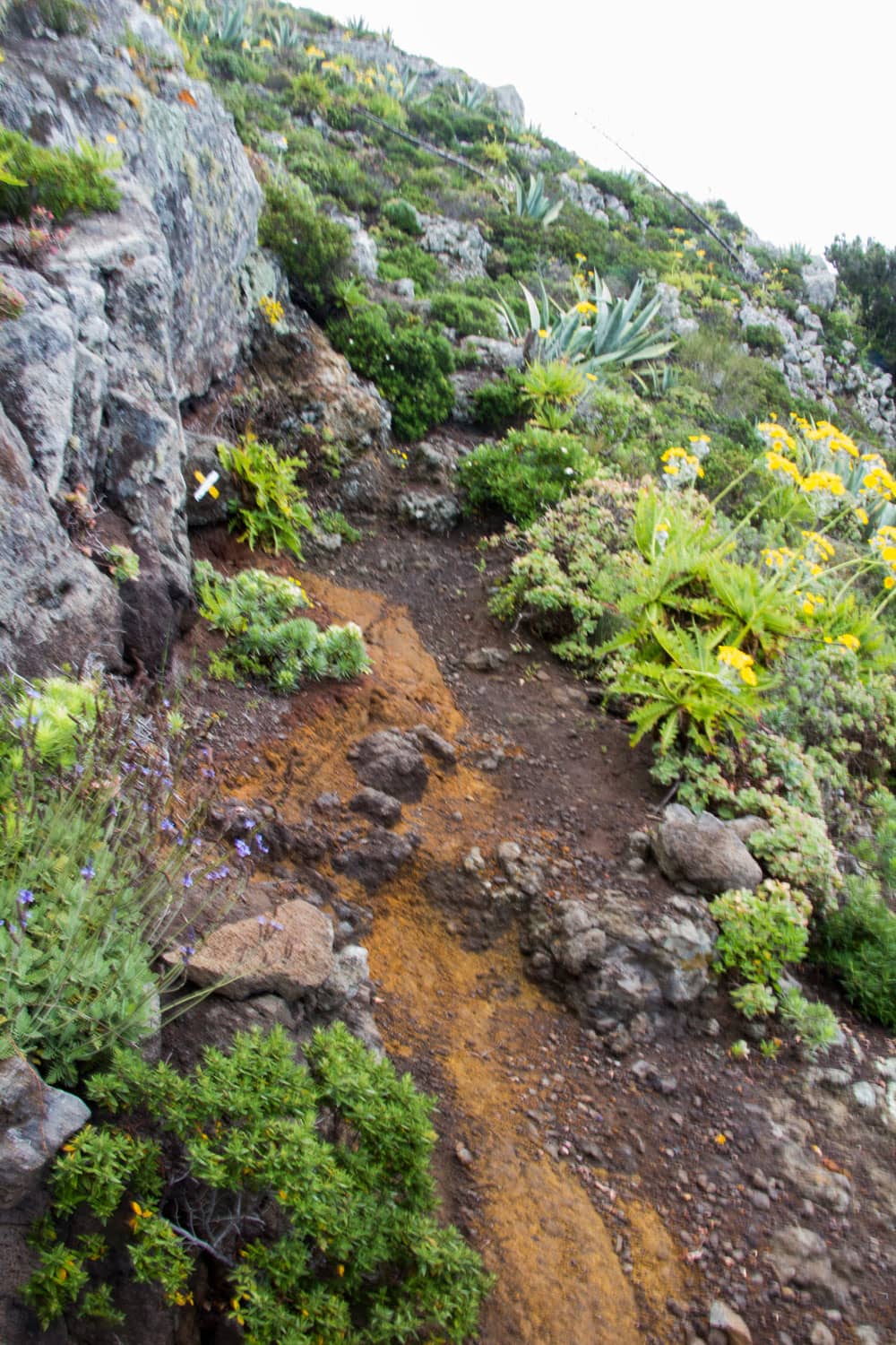 der kleine Pfad zweigt rechts vom Wanderweg zum Gipfel des Barancán ab