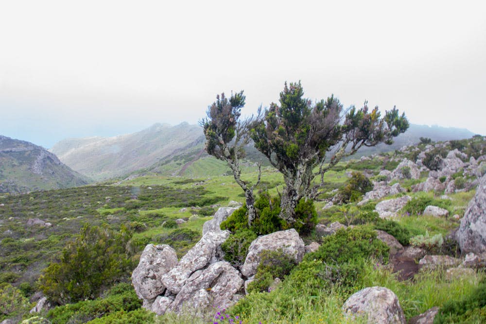 Grüne Landschaft auf der Hochebene vor Teno Alto in Wolken