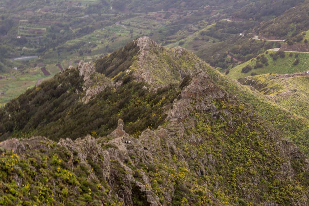 Ziegen auf dem Berggrat in der Nähe des Baracán