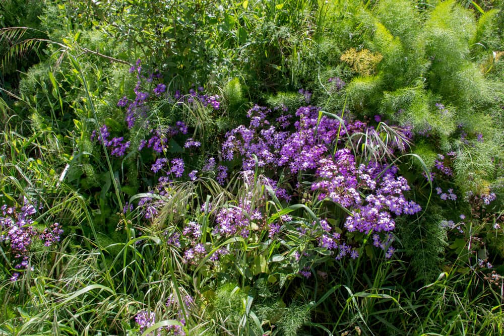 Farbtupfer am Wegesrand