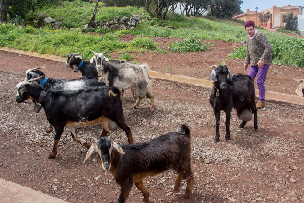 Cabras en la carretera de Teno Alto