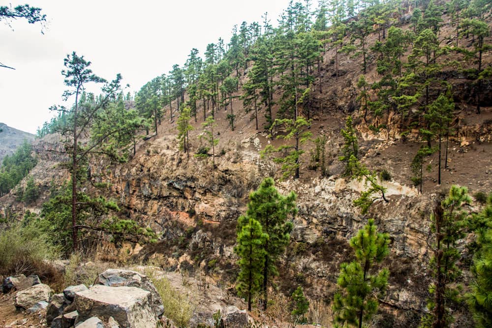 Borde del barranco con pinos