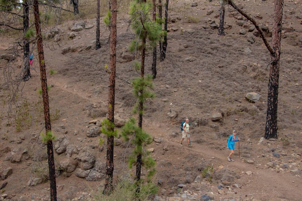 Ruta de senderismo en las alturas a través de bosques de pinos