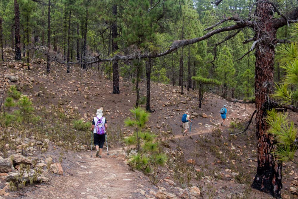 Excursionistas en el bosque de pinos