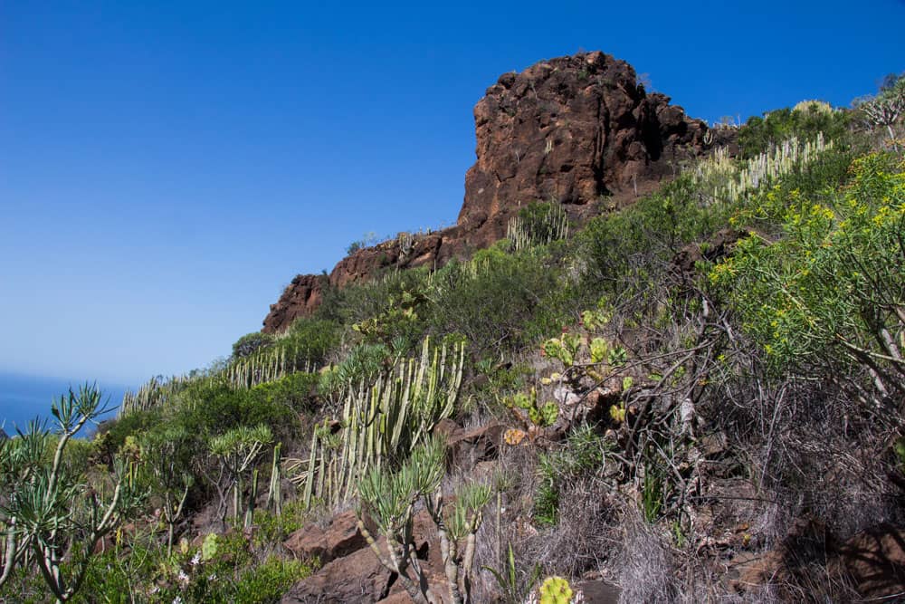 Cactus y arbustos junto al camino