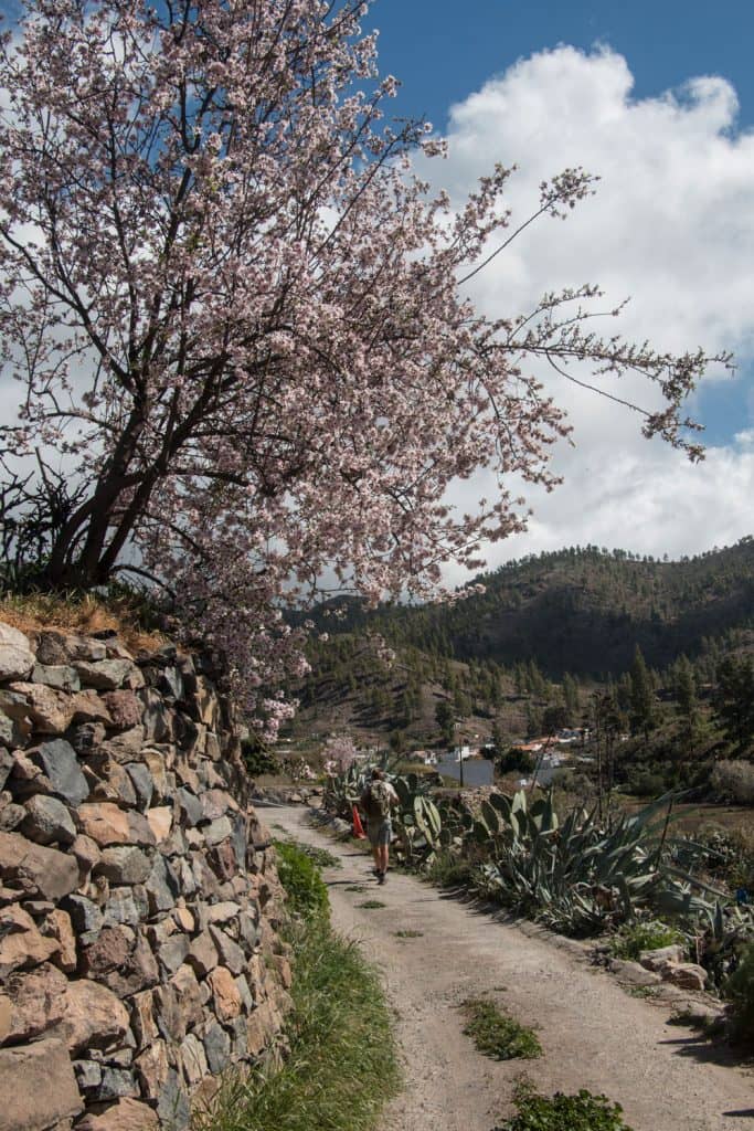 Senderistas bajo los almendros en flor