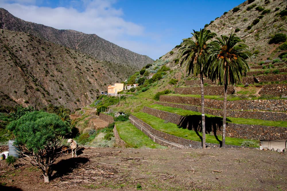 Campos en terrazas cerca de Vallehermoso