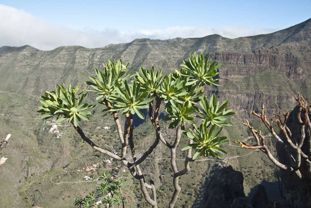 Vista de las montañas centrales de Teno con la carretera de Masca