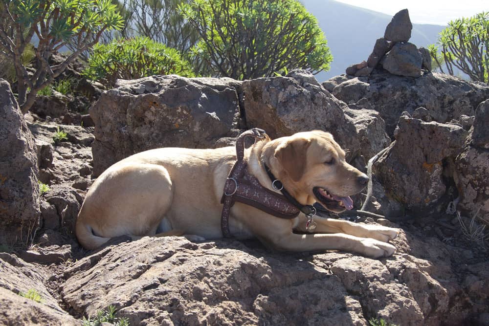 Hund auf dem Gipfel am Guergues Steig