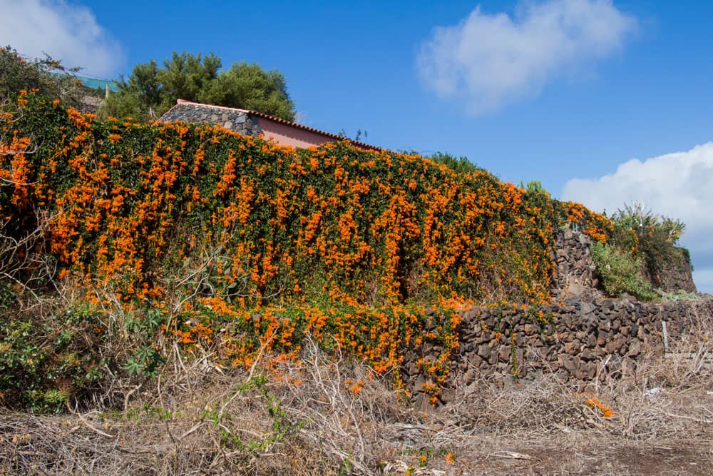 Flores al borde de la carretera al final de Agulo