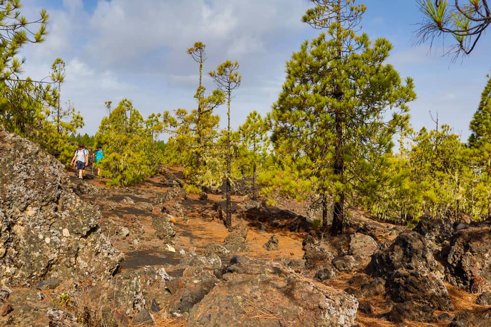 Wandern über Vulkangestein und durch grüne Kiefern