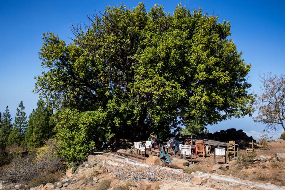 Árbol con sillas y canal de agua