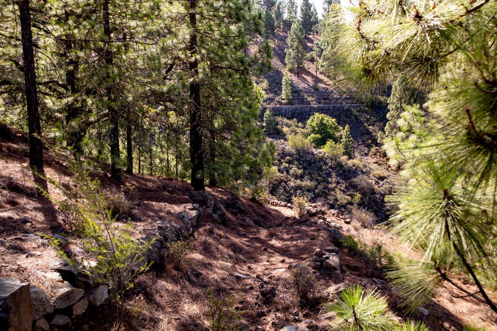 Camino transversal entre las crestas a través del bosque de pinos