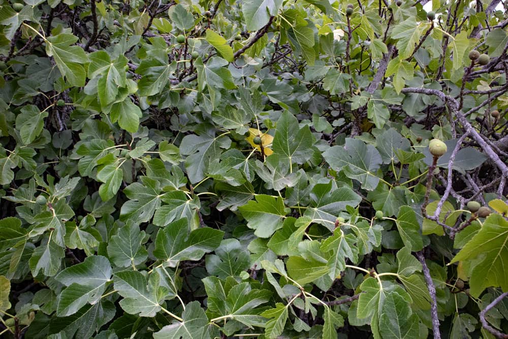Higuera con frutos