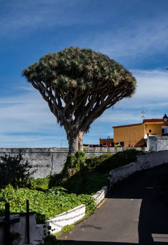 Árbol de dragón en la ruta de senderismo - Circuito de Garachico