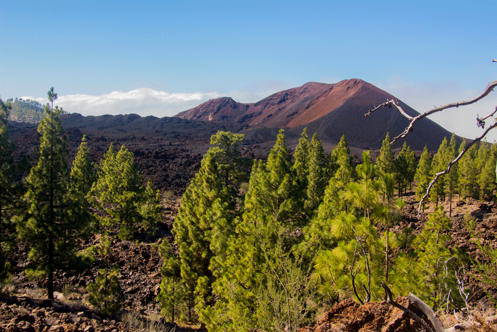 Blick auf Chinyero und Montaña Negra