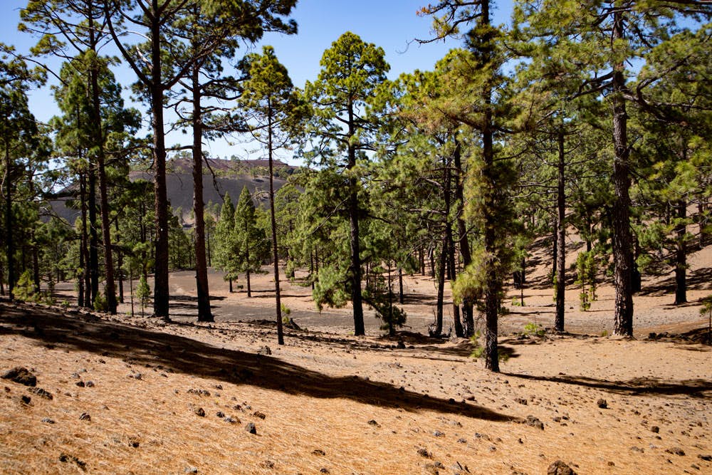 Senderismo en el pinar - paseos circulares Parque Nacional Teide