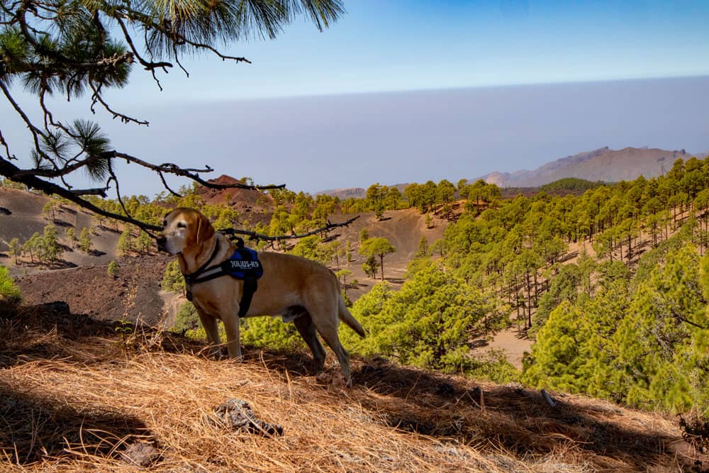 Perro de excursión en el descanso de la cumbre