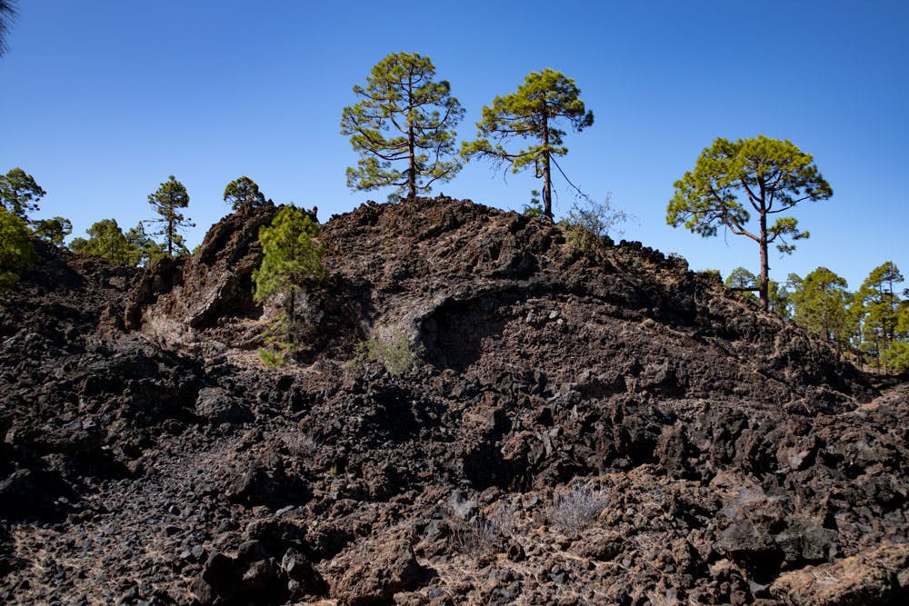 Roca de lava y pinos