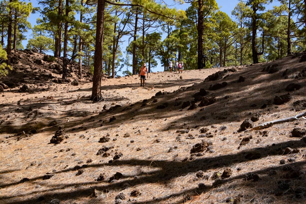 Senderismo por el bosque de pinos