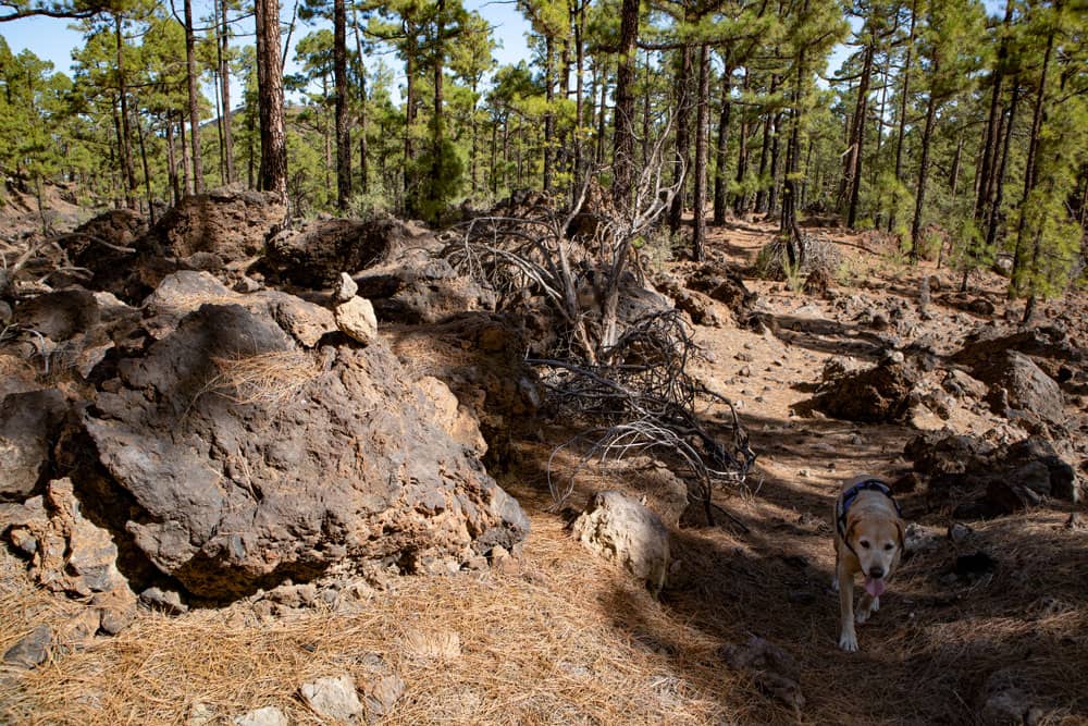 Perro de excursión